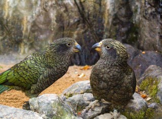 Bh pro libereckou zoo podpo novozlandsk papouky